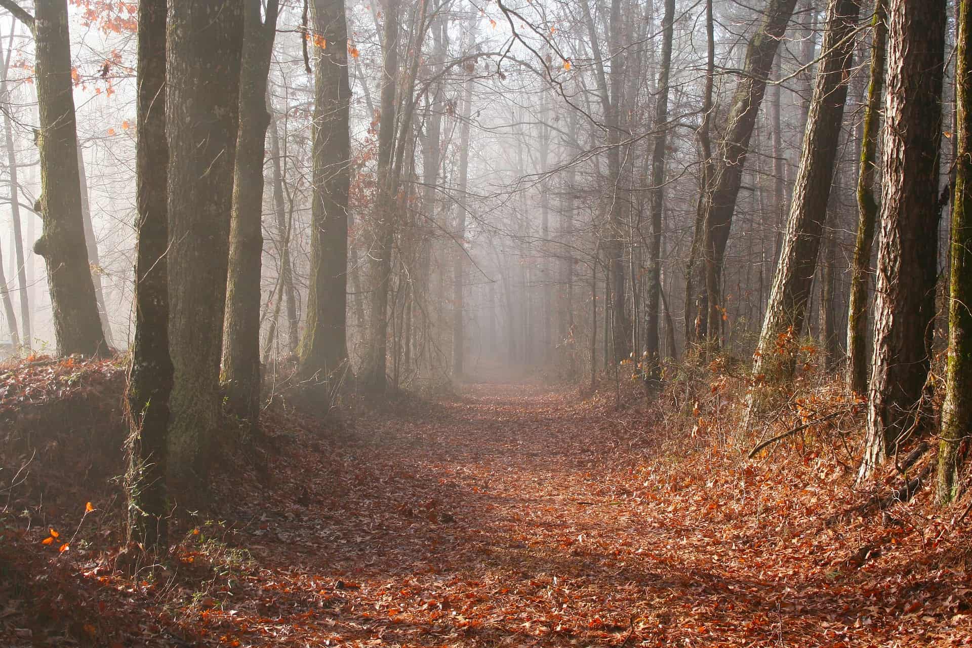 mississippi-forest